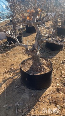 12公分造型银杏