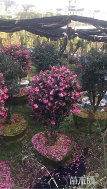 高度200厘米茶梅