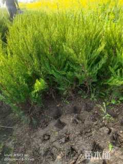 高度50厘米龙柏