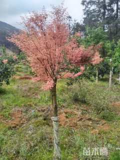 18公分泰勒红枫