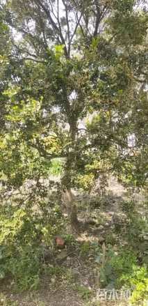 高度350厘米黄杨