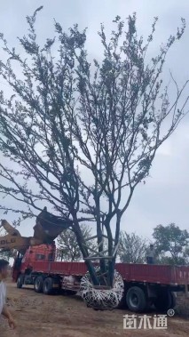 90公分(5杆)丛生朴树