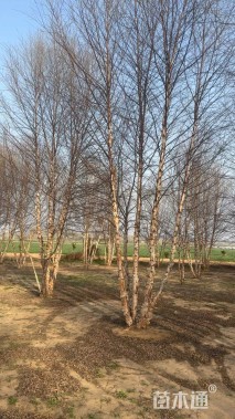 高度900厘米丛生河桦