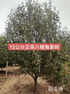 18公分八棱海棠