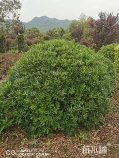 冠幅120厘米海桐球