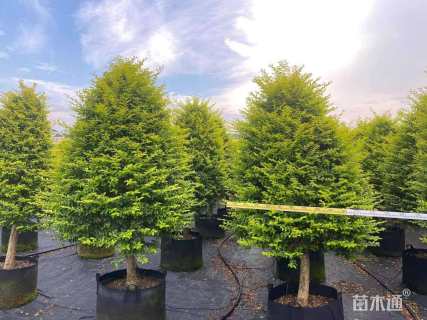 高度200厘米金冠小叶女贞