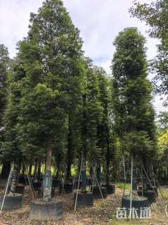 20公分金丝楠木