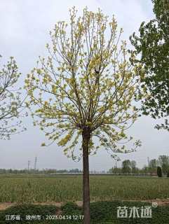 15公分金叶白蜡