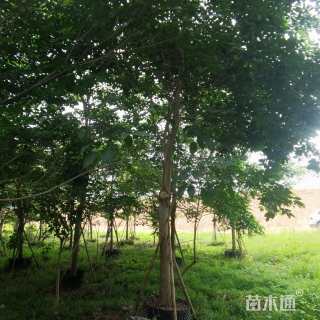 12公分紫花风铃木