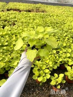 高度10厘米矾根