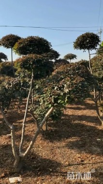 8公分造型红叶李