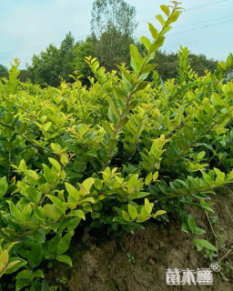 高度25厘米金森女贞