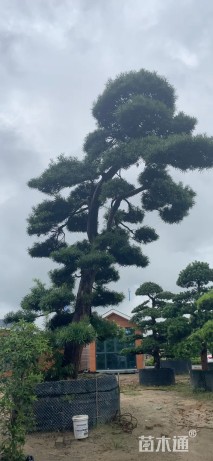 37公分日本罗汉松