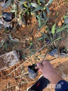 高度35厘米翠芦莉