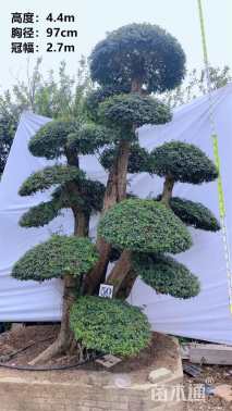 90公分对节白蜡