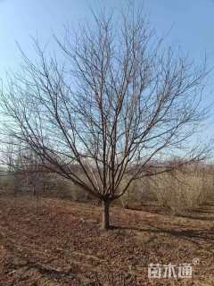 20公分红叶碧桃