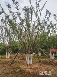 70公分多杆朴树