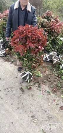 冠幅80厘米红叶石楠球