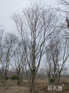30公分(2杆)丛生朴树