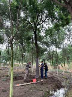 18公分澳洲金合欢