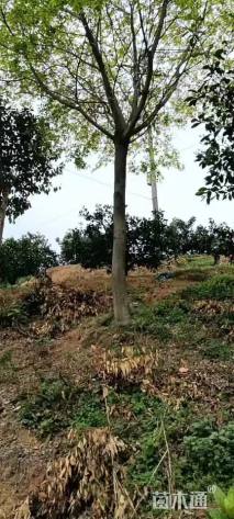 25公分朴树