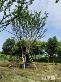 60公分丛生朴树