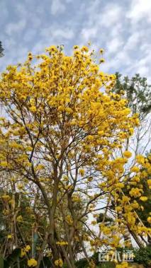 10公分黄花风铃木