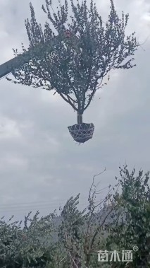 高度500厘米丛生金枝槐