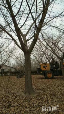 60公分嫁接银杏