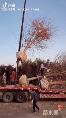 22公分美国红枫