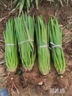 高度50厘米剑麻