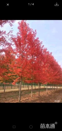 16公分美国红枫