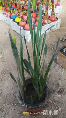 高度15厘米喇叭水仙