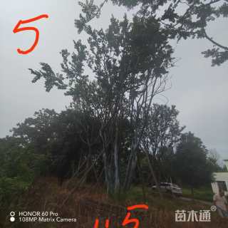 50公分(4杆)丛生朴树