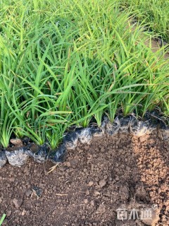 高度16厘米红宝石萱草