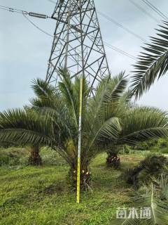 裸干高400厘米中东海枣