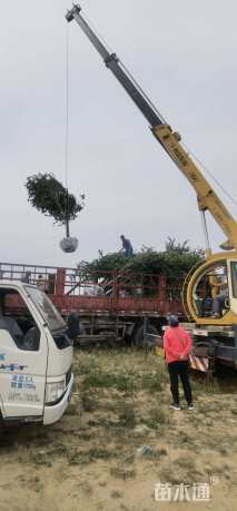 15公分日本晚樱