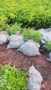 高度35厘米四季玫瑰