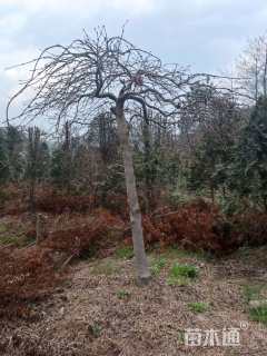 高度150厘米羽毛枫