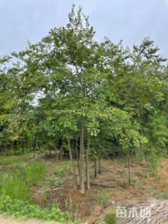 40公分丛生朴树