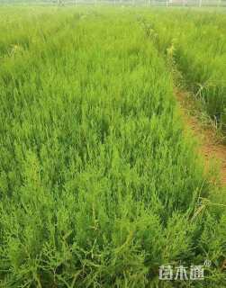 高度100厘米侧柏