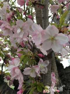 9公分御车返樱花