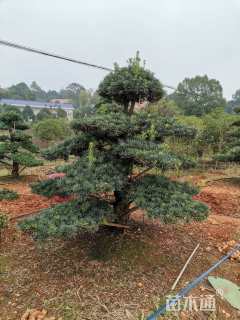 移栽苗造型罗汉松