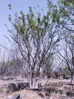 80公分丛生朴树