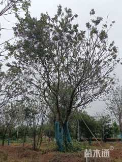 45公分丛生朴树