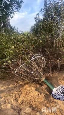 13公分北美海棠