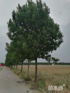 18公分速生白蜡