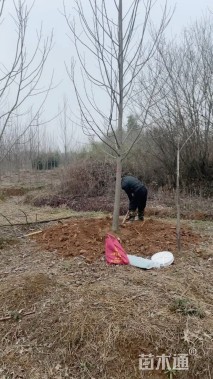 20公分北美鹅掌楸