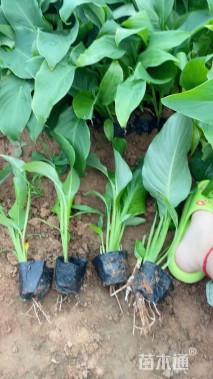 高度40厘米水生美人蕉