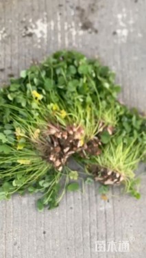 高度15厘米紫叶酢浆草